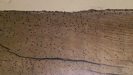 Signs of wood boring insects infestation in timber beam