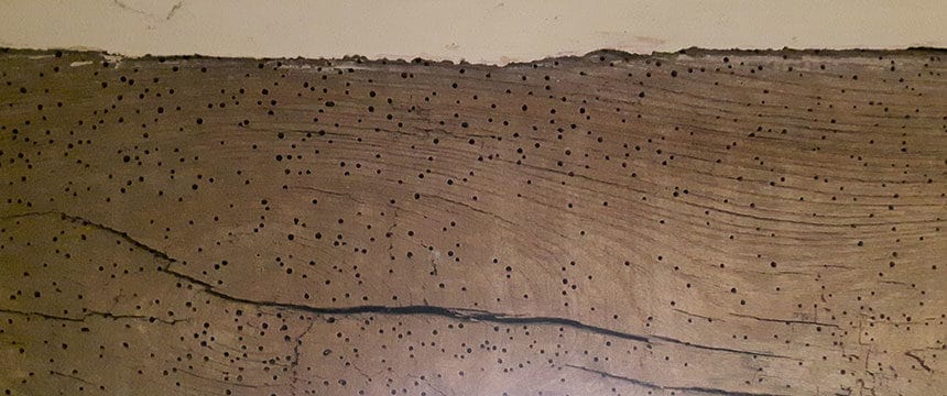 Signs of wood boring insects infestation in timber beam