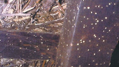 Signs of woodworm damage to ceiling beam