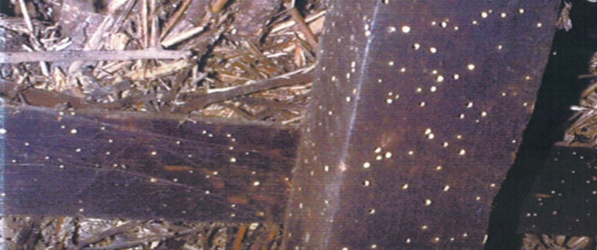 signs-of-woodworm-damage-to-beam