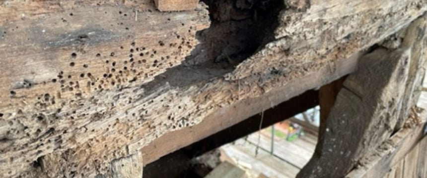 Timber in need of woodworm treatment