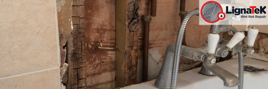 Wet rot damage on bathroom wall