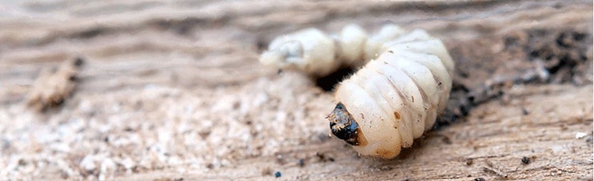 What a woodworm appears like