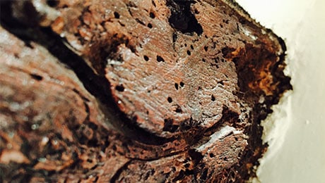Woodworm Infestation