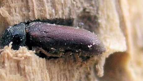 Woodworm climbing out of timber