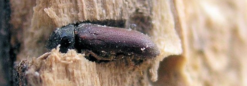 Woodworm climbing out of timber