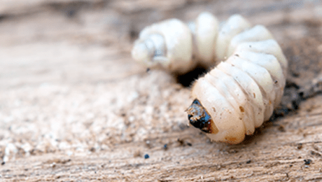 Woodworm on a piece of timber