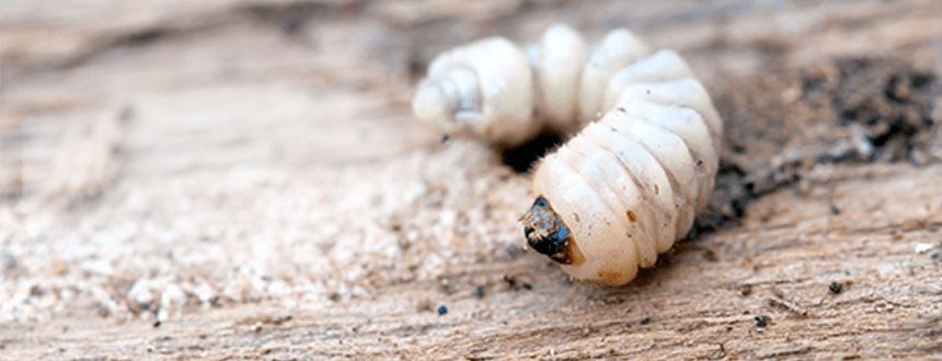 Woodworm on a piece of timber